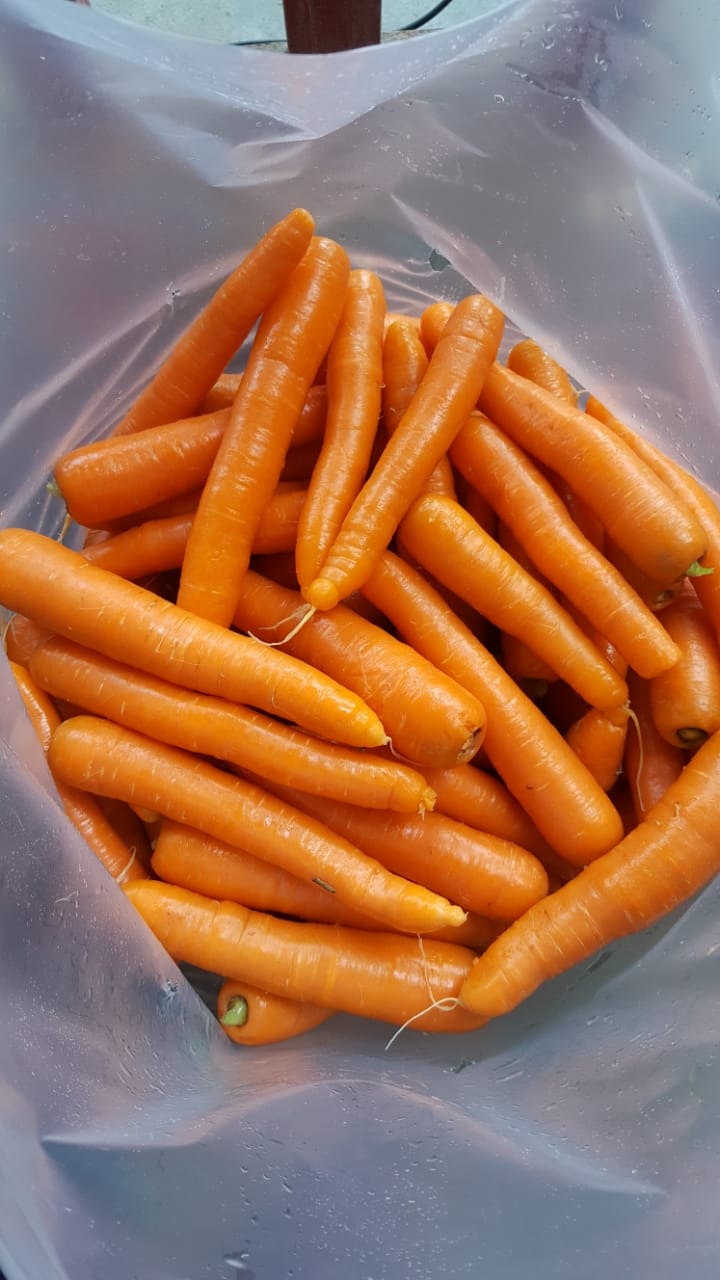 FRESH CARROT